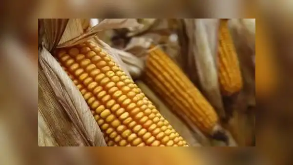 MEF modifica la franja de precios para el azúcar, maíz, arroz y leche en polvo