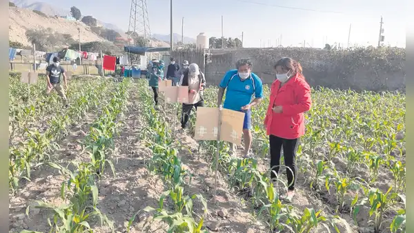 Propuestas focalizadas para reactivar la agricultura familiar