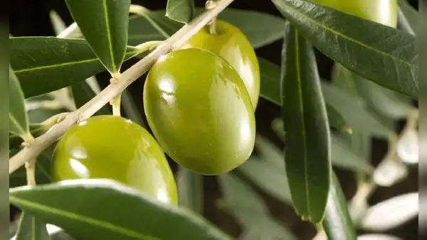 Arequipa: mercados están en riesgo de quedarse sin aceitunas