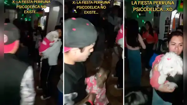Realiza fiesta psicodélica a su perro y van todas las mascotas del barrio: “El que no baila no tiene premio”