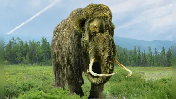 Una empresa de científicos busca resucitar al mamut lanudo en América para 2028