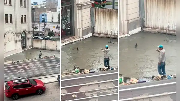 Peruano se resigna al espantar a paloma que camina sobre el piso que acaba de tarrajear: “Pobre señor”