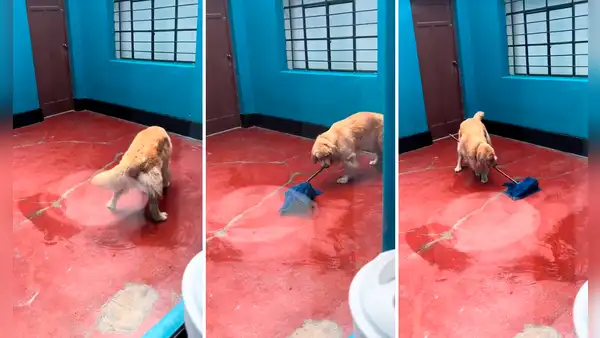 Perrito aprende a trapear el piso de su casa y usuarios bromean: “Su primera chamba”