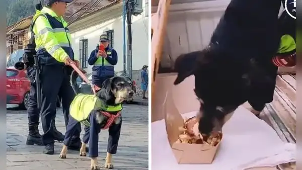 ‘Perrenazgo’ Bigotes recibió un pollo a la brasa como premio tras cuidar calles de Cusco: "Insobornable"