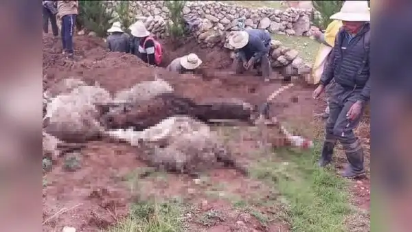 Esposos con sus 26 ovejas y su gato mueren al ser alcanzados por un rayo en Cusco