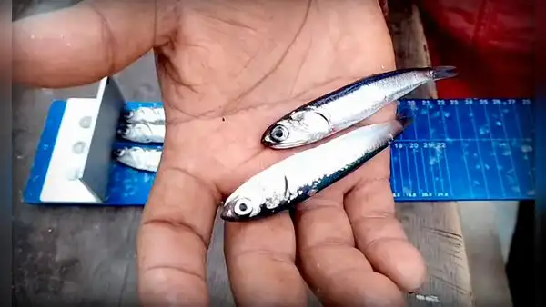 Advierten alta presencia de juveniles en la segunda temporada de pesca