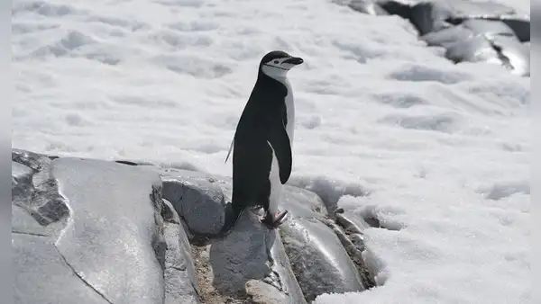 El pinguino que duerme 10.000 siestas de 4 segundos por día