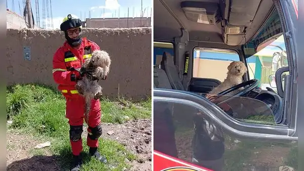 ¡Unos héroes! Bomberos rescatan a perro que estuvo atrapado en un pozo por 3 días en Puno