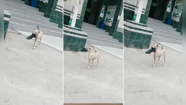 Perrito le ‘roba’ el zapato a policía en comisaría de Chosica: “Firulais pedirá recompensa”