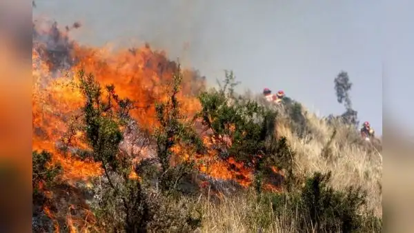 Sondor arde hace 16 días en Arequipa: 1.000 hectáreas destruidas y animales muertos