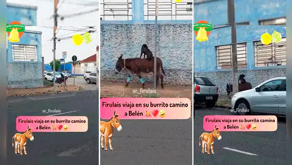 Captan a perrito montado sobre un burro y en redes les dicen: “Van camino a Belén”