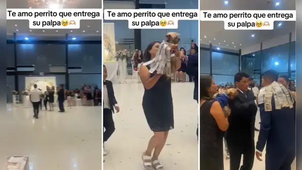Perrito se roba el show en matrimonio huancaíno al entregar su palpa: “Al Firulais le sobra la plata”