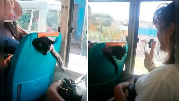 Mujer traslada a su gato en una lliclla y travieso minino intenta apoderarse de cartera de pasajera