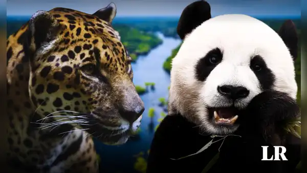 El país de Sudamérica que tiene más biodiversidad que China y Brasil, y es segundo del mundo