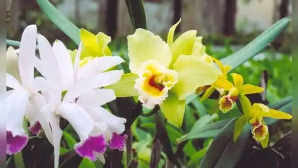La Ciudad de las Orquídeas: ¿dónde está ubicado y cómo llegar a este paraíso peruano?