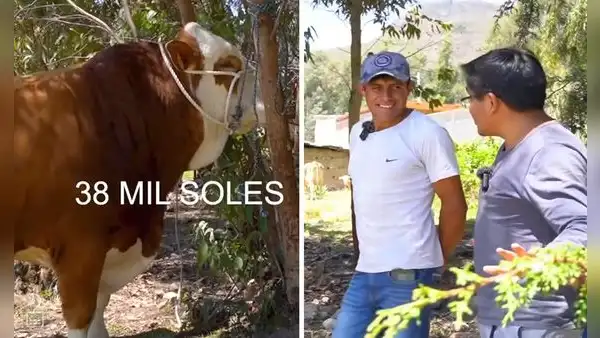 Ganadero cajamarquino sorprende al rechazar vender su toro a S/38.000 y dice que puede costar más