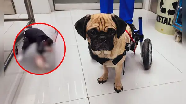 Caso Dachi: PJ otorga custodia a veterinaria que brindó atención médica a perrita violentada