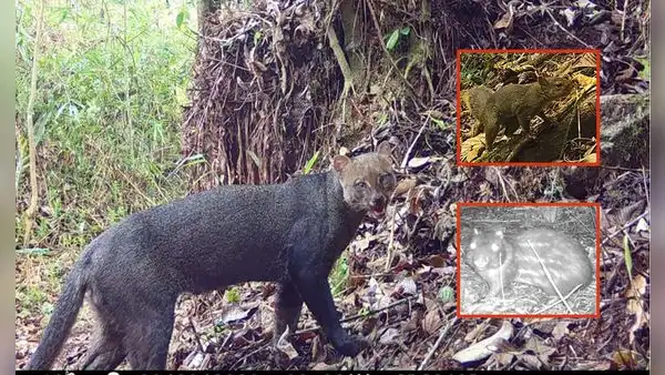 Tres nuevas especies habitan las profundidades de Machupicchu: ¿cuáles son y qué se sabe de ellas?