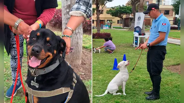 Pueblo Libre: Brigada Canina brindará clases gratuitas de adiestramiento para mascotas durante diciembre y enero