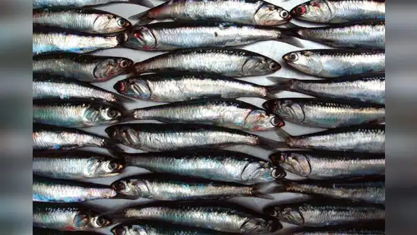 Produce establece límite de pesca de anchoveta en 150.000 toneladas para este año