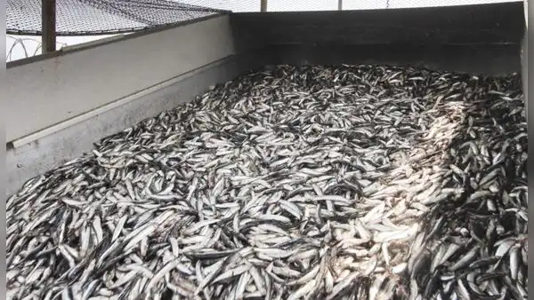 Produce autoriza pesca exploratoria de anchoveta y anchoveta blanca en la Zona Sur