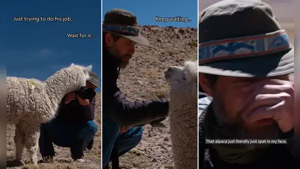 Fotógrafo de Nat Geo fue escupido por alpaca mientras trabajaba en los Andes de Perú: “Bienvenido”