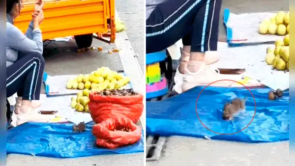 Rata sorprende a vendedora ambulante al llevarse su mercadería: “Llegó por su regalo de Navidad”