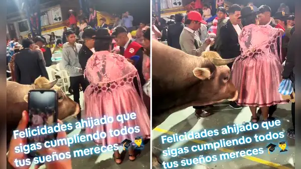 Mujer va a la fiesta de graduación de su ahijado y le lleva un toro de regalo: “Esa madrina vale oro”