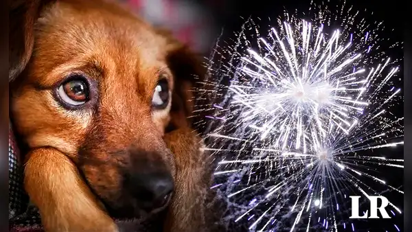 ¿Qué tanto daño causa la pirotecnia a las mascotas y qué medidas tomar en Navidad?