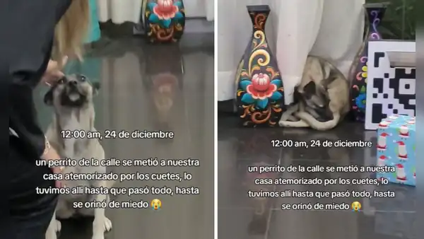 Familia peruana refugia a perrito de la calle asustado por los cohetes: “Abrácenlo, basta de pirotecnias”