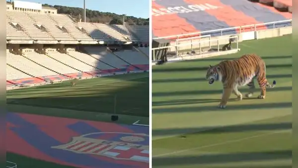 ¿Por qué el Barcelona soltó un tigre salvaje en el estadio olímpico de Montjuic?