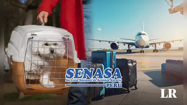 ¿Quieres viajar fuera del país con tu mascota? Conoce los requisitos para hacerlo, según Senasa