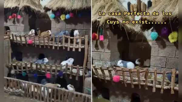 Peruano construye tremenda casa de adobe para sus cuyes y sorprende en redes: “Están en modo pituco”