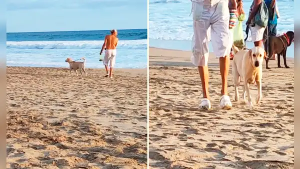 Familia pierde a su perrita y la encuentran paseando con su nuevo dueño en la playa: “Nos ignoró”