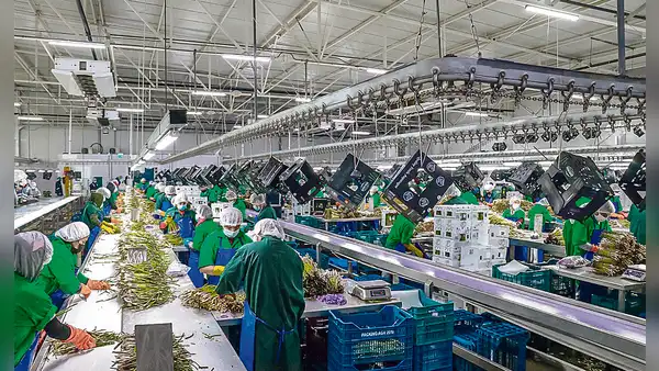 Agroexportadoras aportarán solo 6% a EsSalud desde hoy