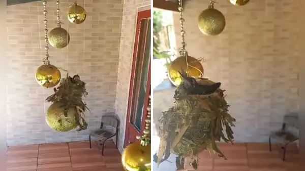 Colibríes aprovechan adornos navideños para construir su nido: “Armaron su propio pesebre”