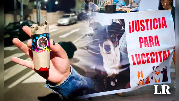 Niños reventaron pirotécnico en la boca de perrita en Moquegua: can está grave