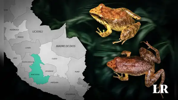 Científicos descubren una nueva especie de rana en Ayacucho: tiene un aspecto "críptico"