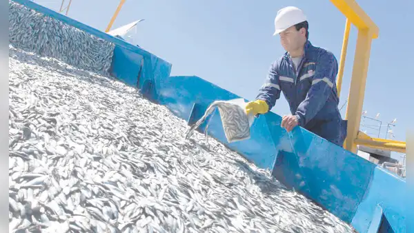 Pesca de anchoveta registra más de 100 áreas cerradas