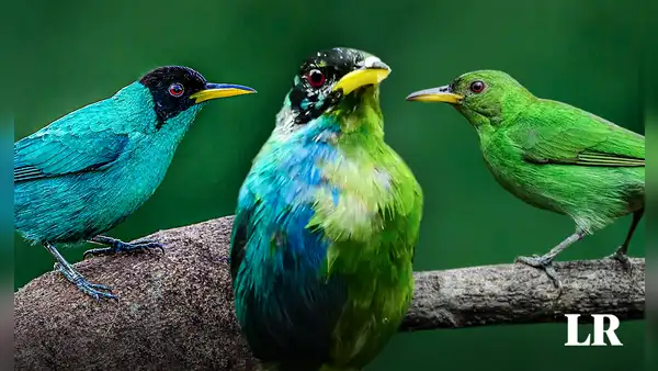 Ginandromorfia bilateral: la extraña condición del pájaro mitad hembra y mitad macho hallado en Colombia