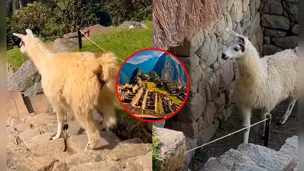 Llamita es viral tras pasearse por zonas restringidas de Machu Picchu: “Es la dueña y heredera”