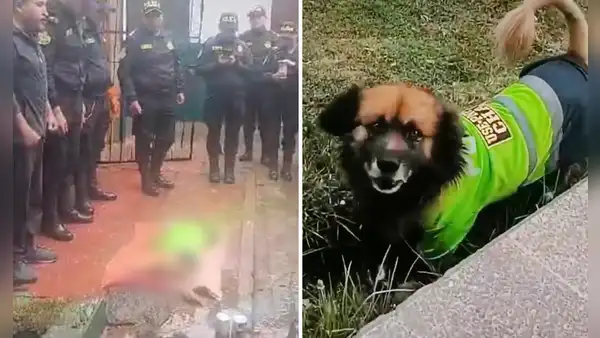 Policías conmovidos por muerte de can Chatito, lo despiden y rinden honores en Puno: "Vuela alto"