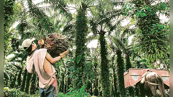 Ley Forestal: presentarán demanda de inconstitucionalidad contra reformas