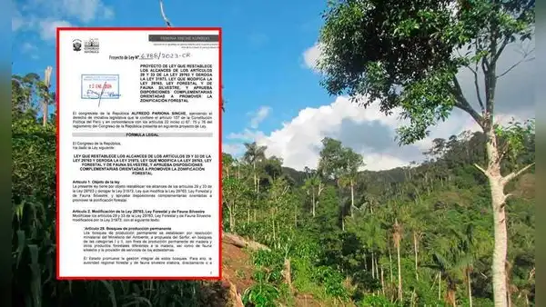 Congresista Alfredo Pariona presenta proyecto para derogar modificaciones a Ley Forestal
