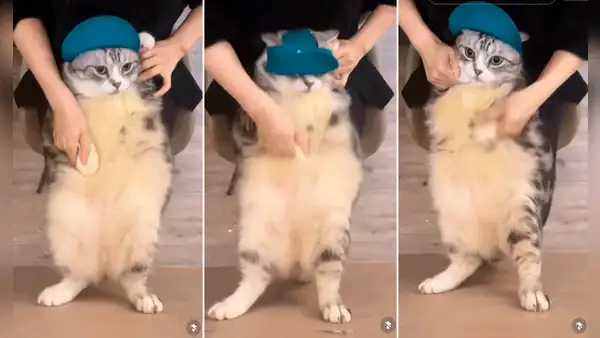 ¿Cuál es el origen del gato gordo que baila 'Girlfriend' de Avril Lavigne?