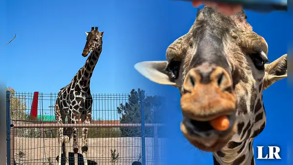 ¿Quién es la jirafa Benito y por qué su traslado es una victoria para los animalistas en México?