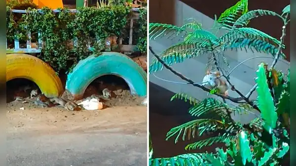 Plaga de ratas invade barrio de Santa Rosita, en SJL: ¿qué medidas tomará la municipalidad?