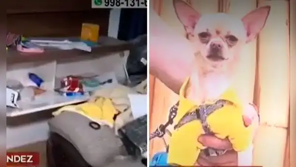 SMP: roban más de S/50.000 a familia y se llevan a perrito chihuahua