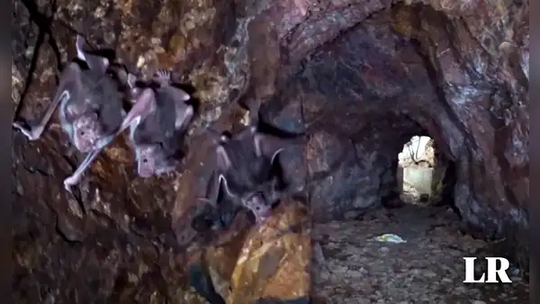 Cueva de los Murciélagos: ¿en qué distrito de Lima está ubicada y cómo llegar con S/10?