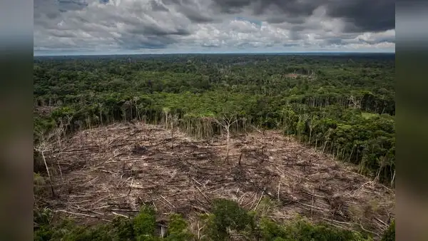 ¿Por qué la modificación de la ley forestal es una grave amenaza para la función de los bosques en la Amazonía?